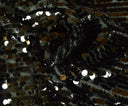 New York Dazzle Sequins Fabric | 6mm Sequins Fabric | 52" Wide | Multiple Colors |