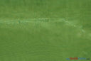 Crystal Organza Fabric | Sparkle Sheer Organza | 60" Wide | Continuous Yards | Multiple Colors | Fabric mytextilefabric Yards Lime 