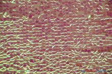 Load image into Gallery viewer, Fish Scale Paillette Sequins Fabric | 9mm Sequins Fabric | 52&quot; Wide | Multiple Colors | Fabric mytextilefabric Yards Iridescent Peach 